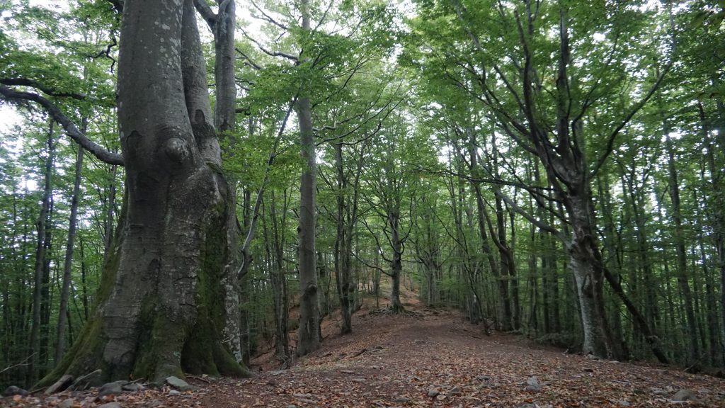 Riserva Naturale Acquerino Cantagallo