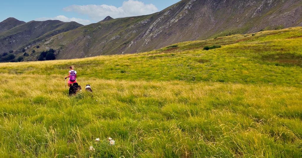 Dog's Life - Dog trekking i Tauffi