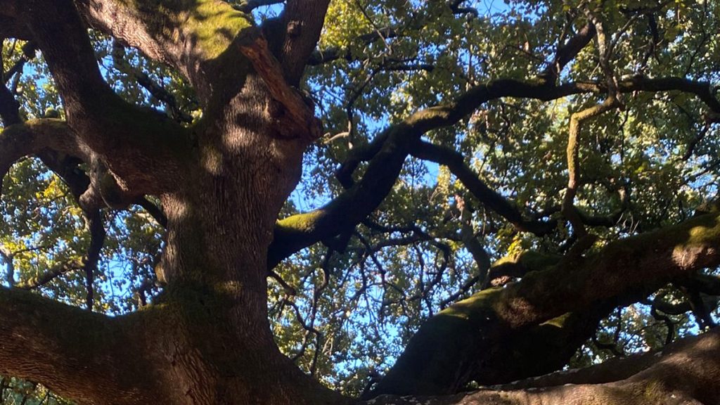 Quercia delle streghe