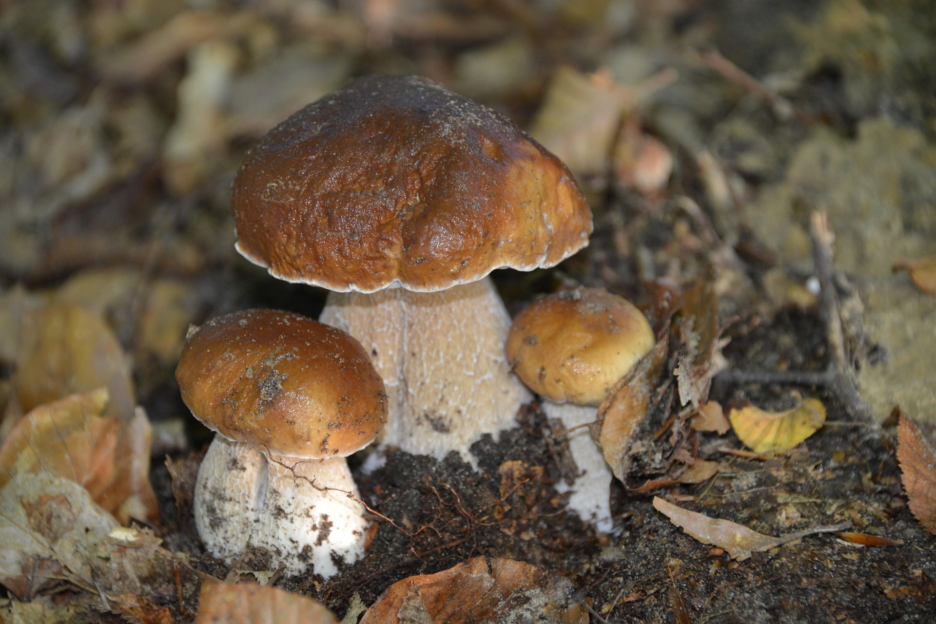 24-25 ottobre 2026 - PASSIONE FUNGHI: dal bosco alla tavola.