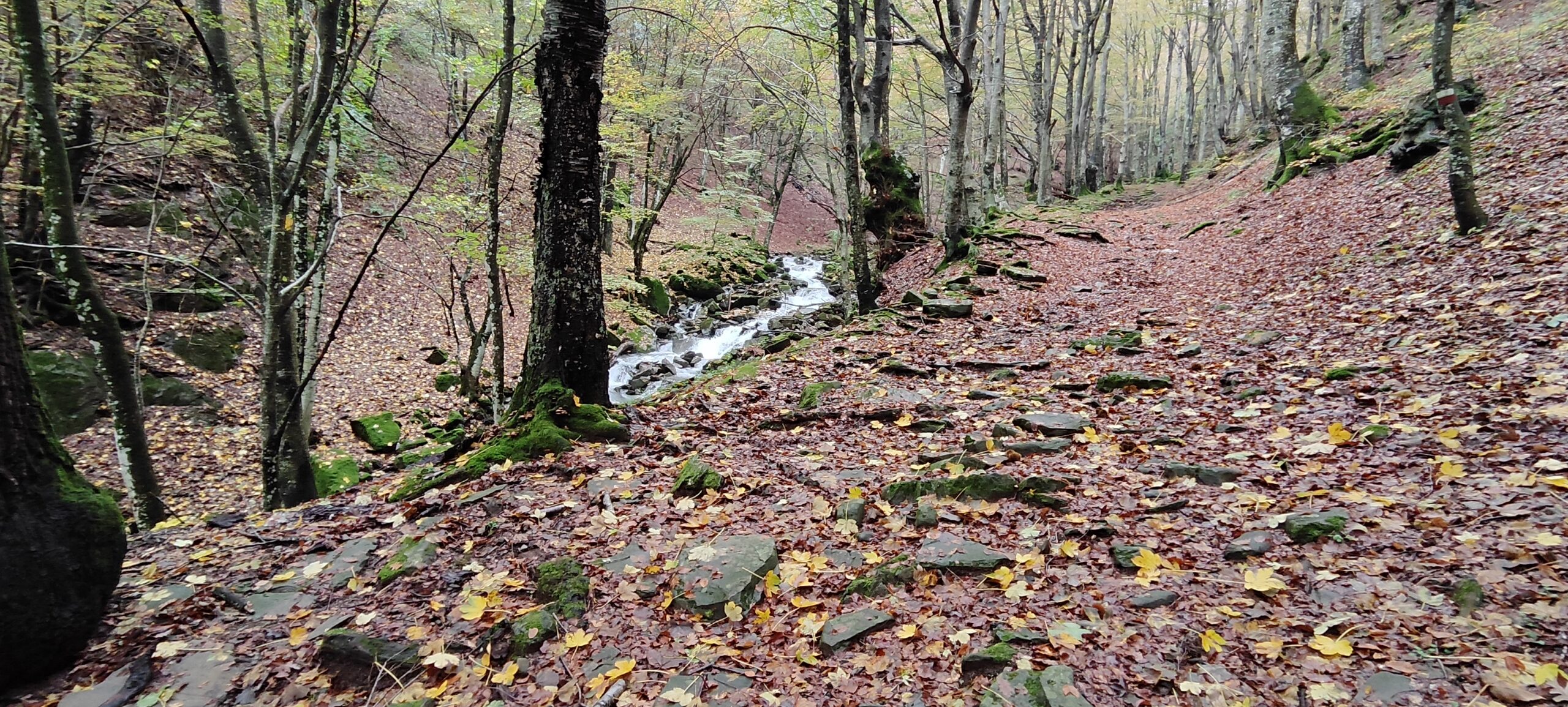 Domenica 1 novembre : GRANAGLIONE (BO) passeggiando tra oro e rame, i colori dell'autunno. - immagine 4