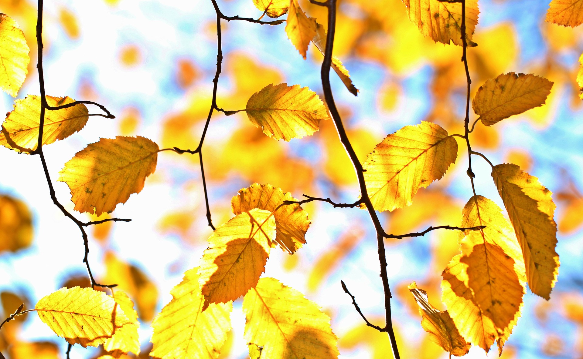 Domenica 1 novembre : GRANAGLIONE (BO) passeggiando tra oro e rame, i colori dell'autunno. - immagine 6