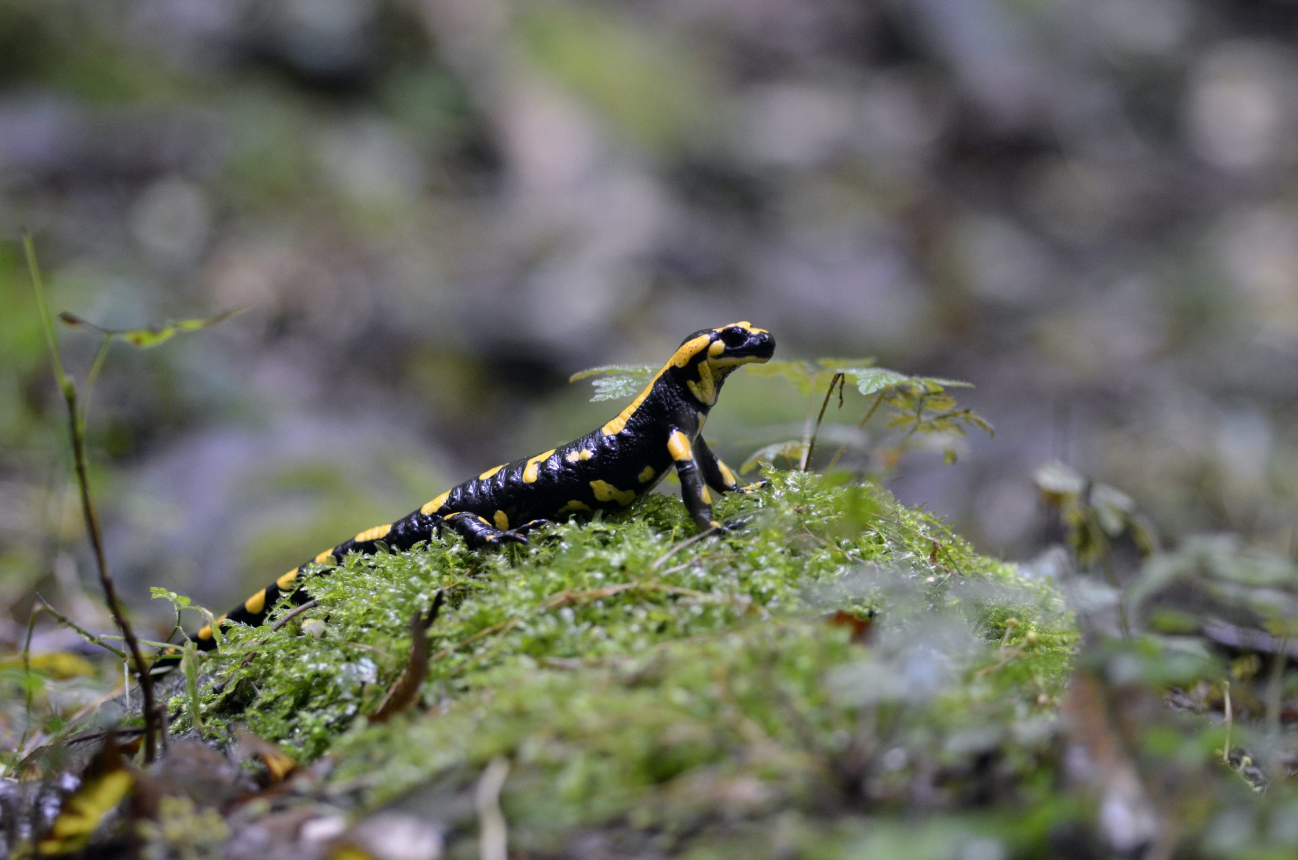 DSC4424-scaled-1.jpg