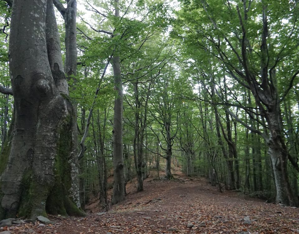 Riserva Naturale Acquerino Cantagallo