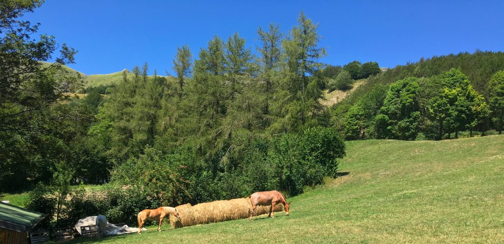 Azienda BioAgrituristica i Taufi