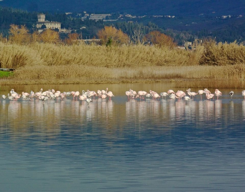 Fenicotteri 1 - Foto di Simone Guidotti