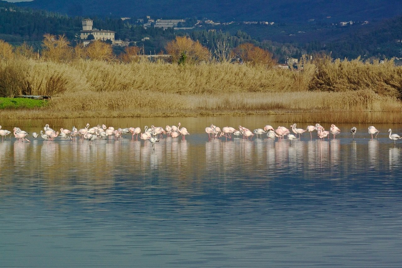 Fenicotteri 1 - Foto di Simone Guidotti