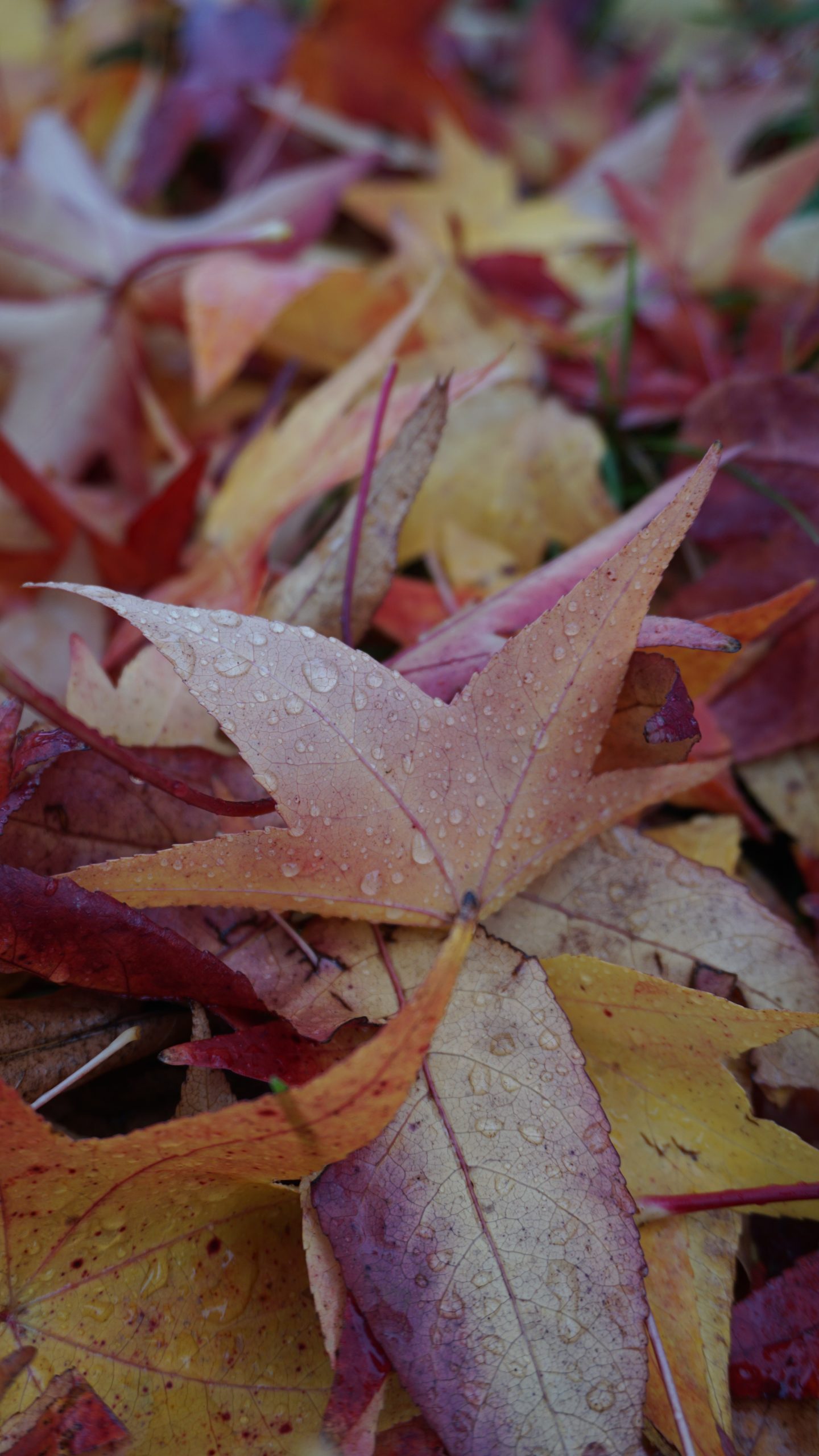 Le foglie - diverse stagioni - diversi colori