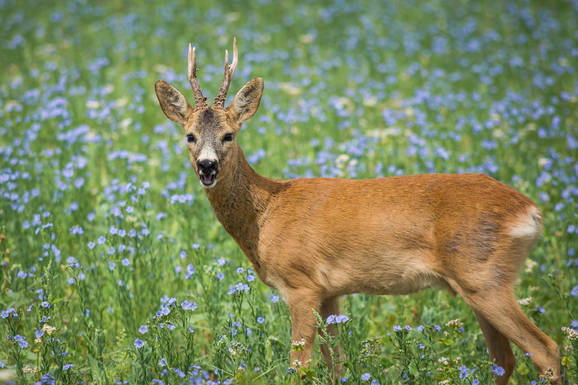 Capreolus capreolus (capriolo), presenta palchi di piccole dimensioni con tre punte