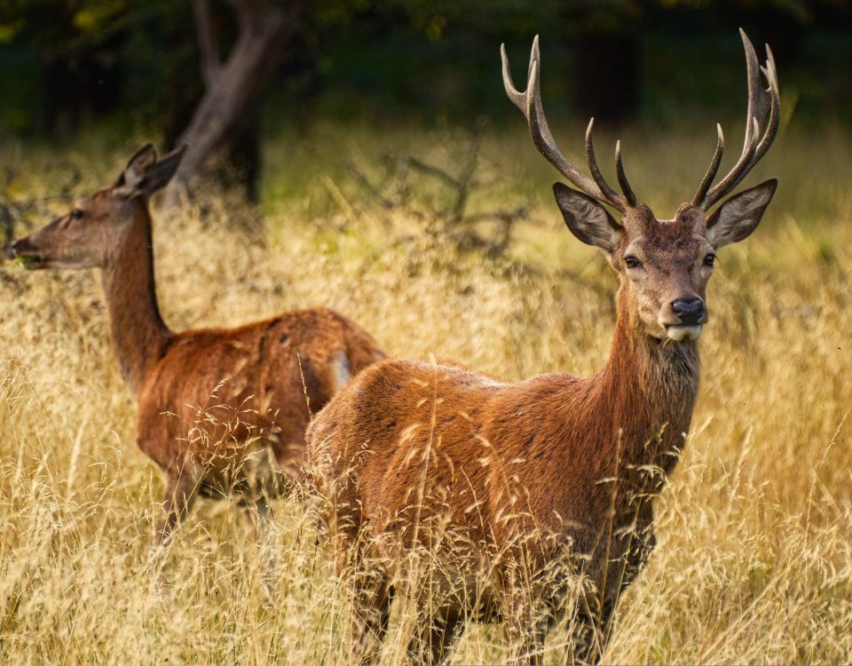 Cervus elaphus (Cervo nobile) presenta palchi ramificati