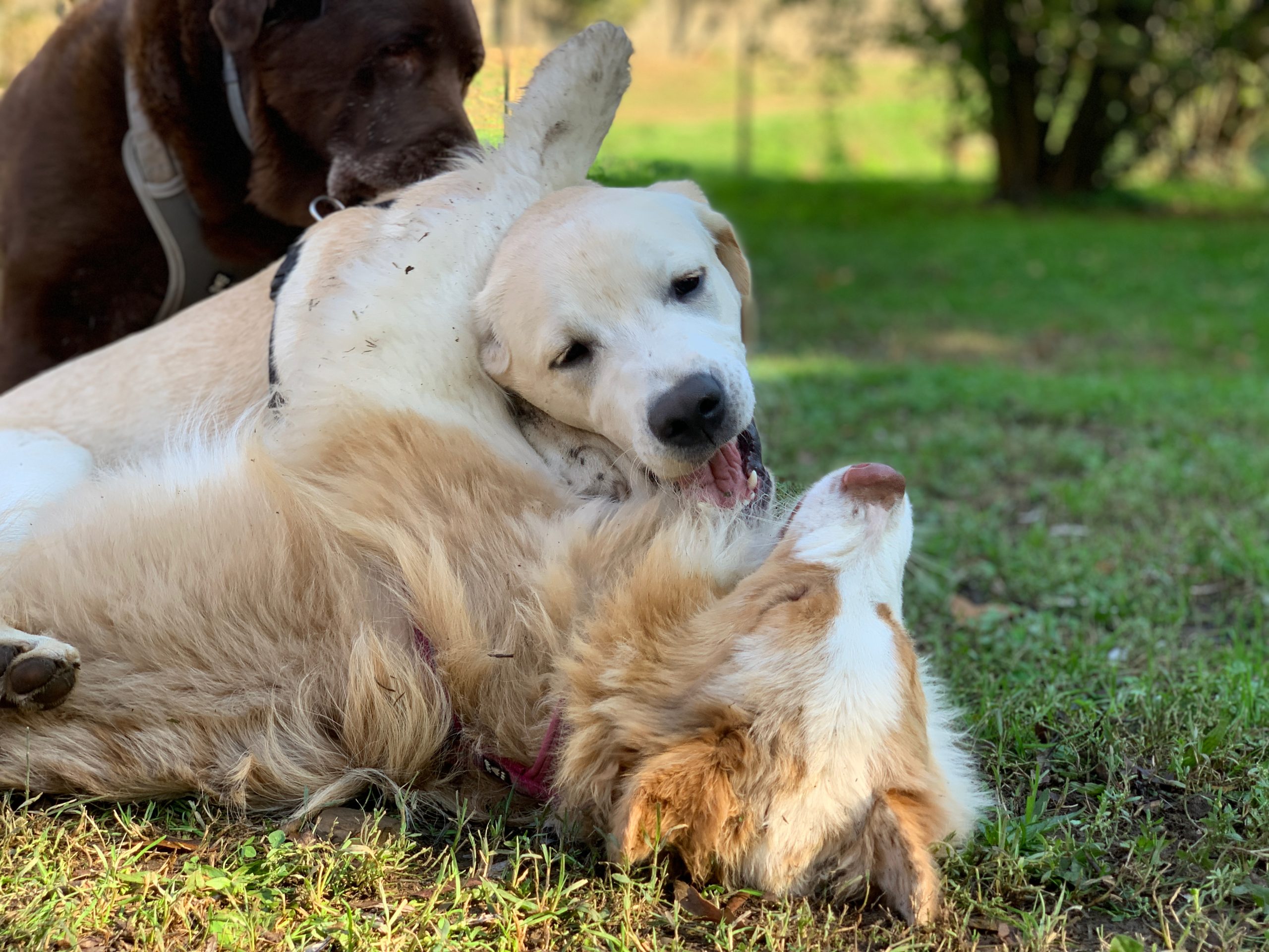 Dog's Life ASD