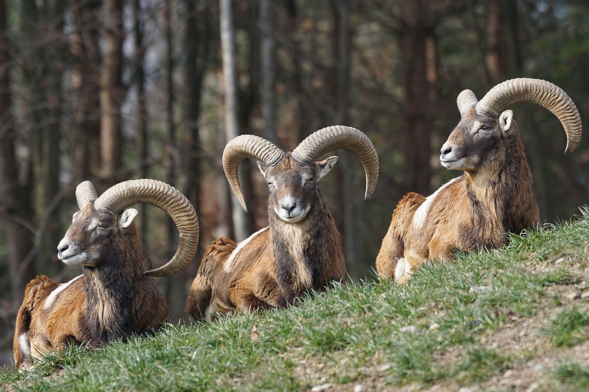 Ovis musimon - Muflone europeo